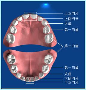 牙齒大顆的人